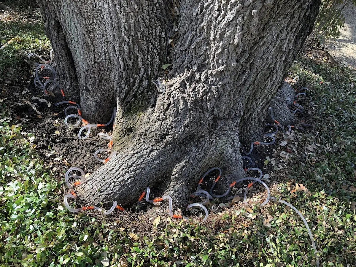 Detailed Tree Cabling and Bracing job site in Satanta