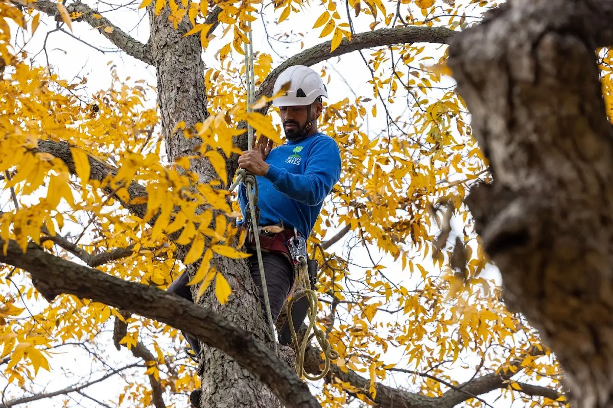Skilled Dead Tree Removal crew working in Satanta